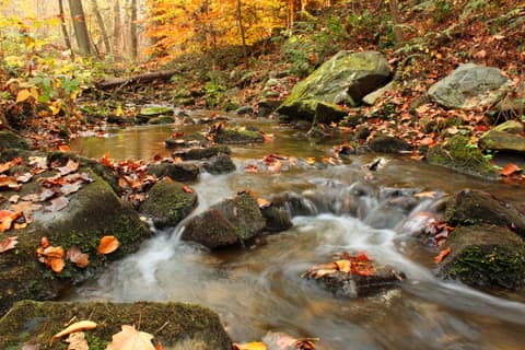 Red Run flowing over mossy boulders through autumn woods in Michaux State Forest