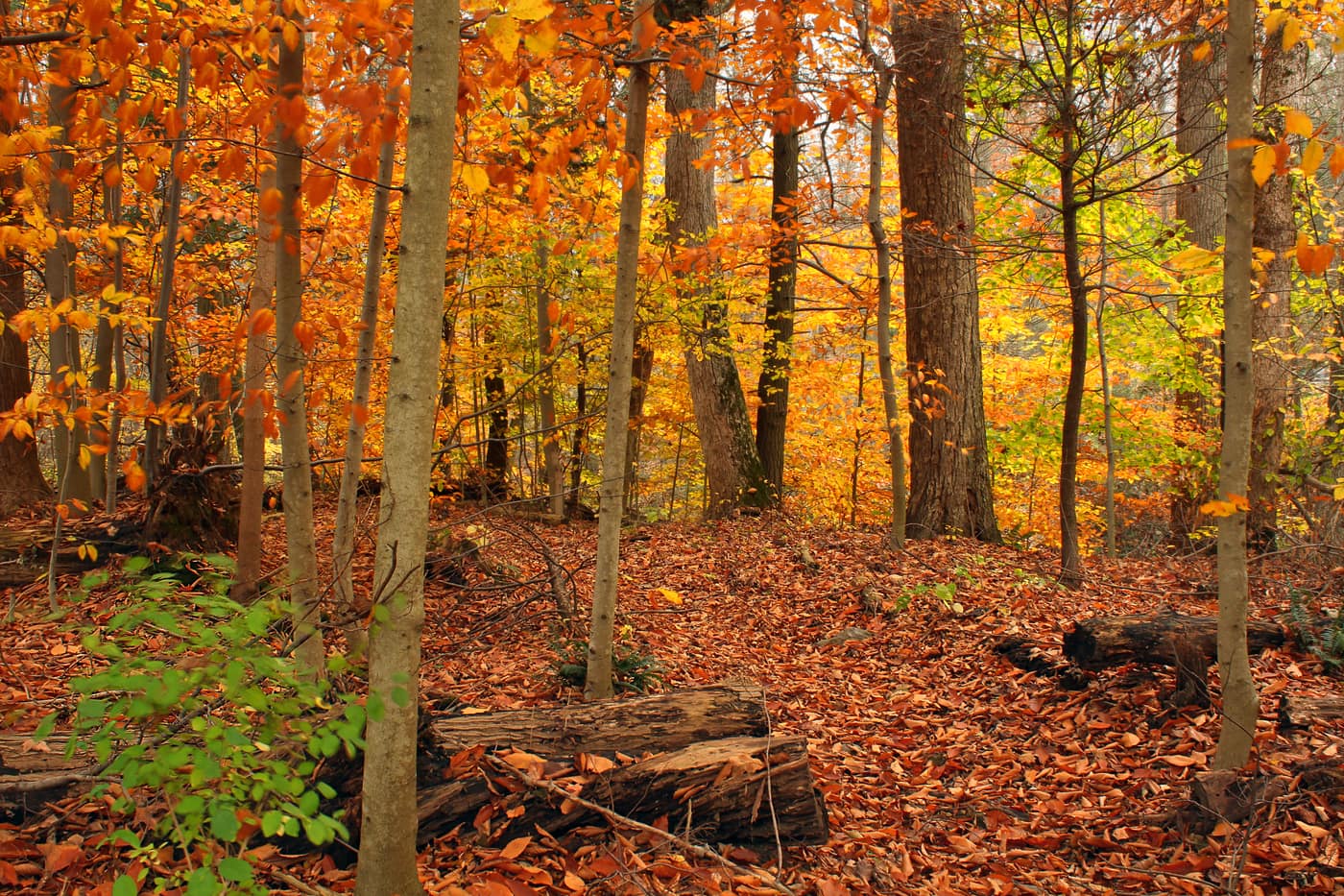 Autumn hardwoods and fallen leaves in Beartown Woods Natural Area, Michaux State Forest