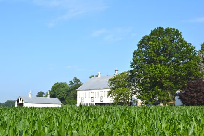 White barns of the Culbertson–Harbison farmstead rising above a summer cornfield near Chambersburg