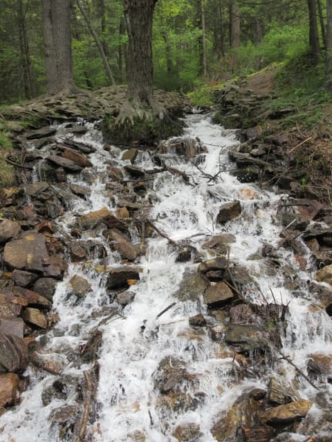 A whitewater cascade tumbling between rocks under the trees at Caledonia State Park
