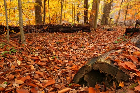 Fallen autumn leaves carpeting the forest floor in Beartown Woods, Michaux State Forest